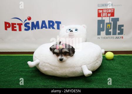 Petsmart apparel discount