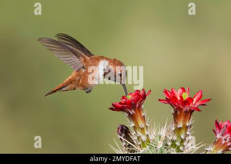 Rufous Hummingbird male, Selasphorus rufus, feeding at cactus flower, Echinocereus sp. Stock Photo