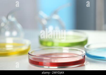 Petri dishes with liquid samples on table. Laboratory analysis Stock Photo