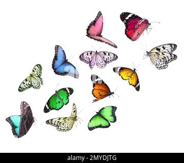Amazing different butterflies flying on white background Stock Photo ...