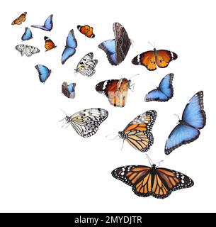 Amazing different butterflies flying on white background Stock Photo ...