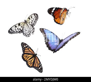 Amazing different butterflies flying on white background Stock Photo ...