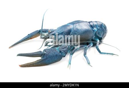 Blue or sapphire crayfish isolated on white Stock Photo