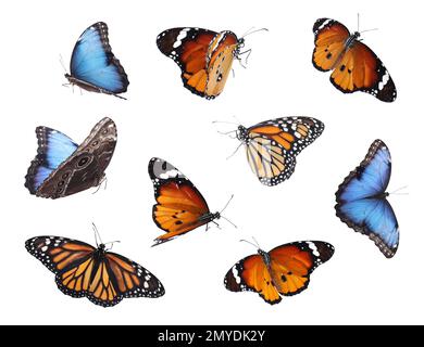 Amazing plain tiger, common morpho and monarch butterflies flying on white background Stock Photo
