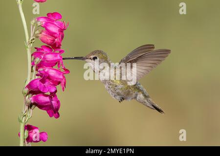 Anna's Hummingbird female, Calypte anna, feeding at Penstemon hybrid Red Headed Beauty. Stock Photo