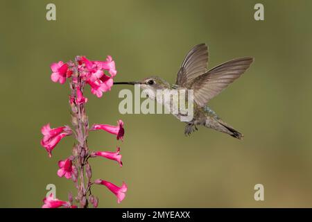 Anna's Hummingbird female, Calypte anna, feeding at Penstemon parryi flowers. Stock Photo
