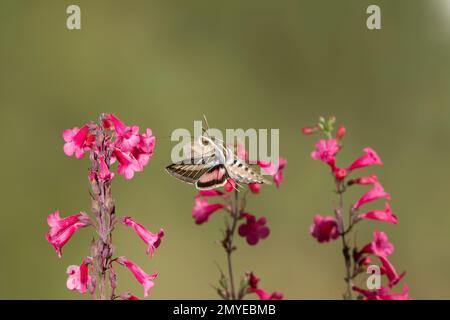 White-lined Sphinx Moth, Hyles lineata, feeding at Penstemon parryi flowers. Stock Photo