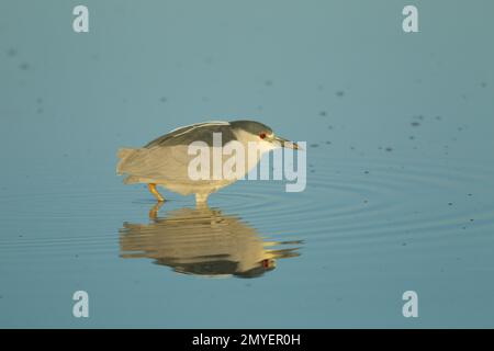 Black-crowned Night-Heron, Nycticorax nycticorax, wading in pond. Stock Photo