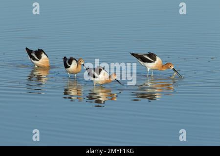 American Avocet Recurvirostra americana, group feeding in pond. Stock Photo