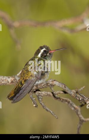 White-eared Hummingbird immature male, Hylocharis leucotis, perched in oak tree. Stock Photo