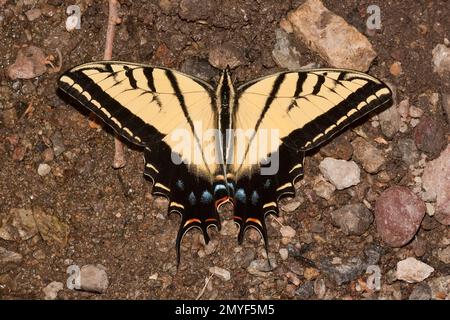 Two-tailed Swallowtail Butterfly, Papilio multicaudata, Papilionidae. Stock Photo