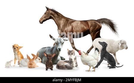 Collage with horse and other pets on white background. Banner design Stock Photo