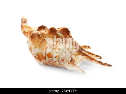 Beautiful exotic sea shell isolated on white Stock Photo