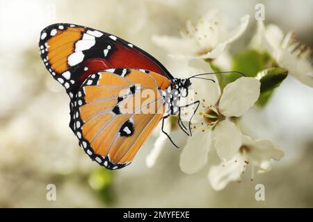 Beautiful plain tiger butterfly on blossoming tree branch, closeup Stock Photo