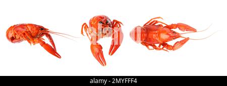 Set of tasty cooked crayfishes on white background Stock Photo