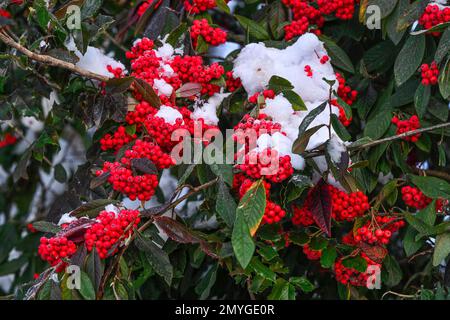 Cotoneaster frigidus, tree cotoneaster, red berries with snow Stock Photo