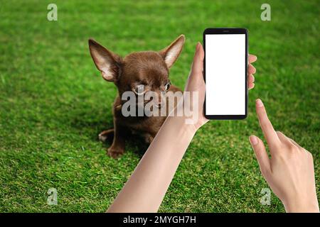 Woman taking photo of cute dog on green grass, closeup. Lovely pet Stock Photo