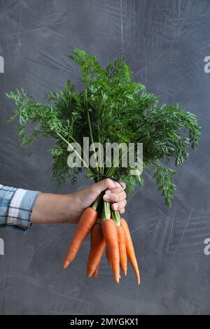 Woman holding ripe carrots on grey background, closeup Stock Photo