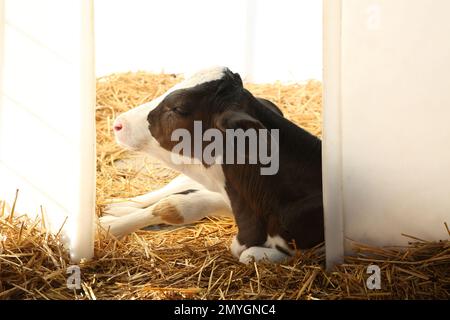 Pretty little calf on farm. Animal husbandry Stock Photo