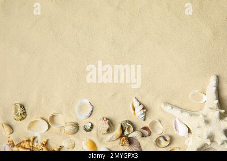 Different beautiful sea shells and starfish on sand, flat lay. Space for text Stock Photo