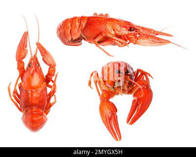 Set of tasty cooked crayfishes on white background Stock Photo