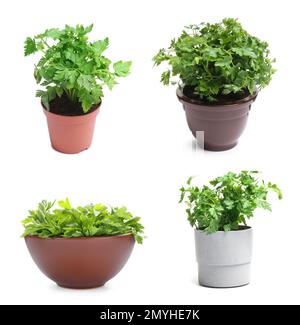 Set with potted parsley plants on white background Stock Photo