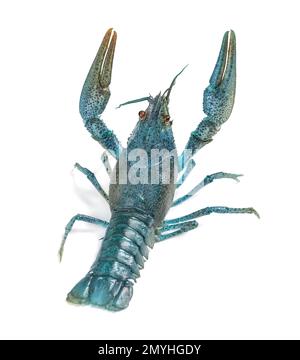 Blue crayfish isolated on white. Freshwater crustacean Stock Photo