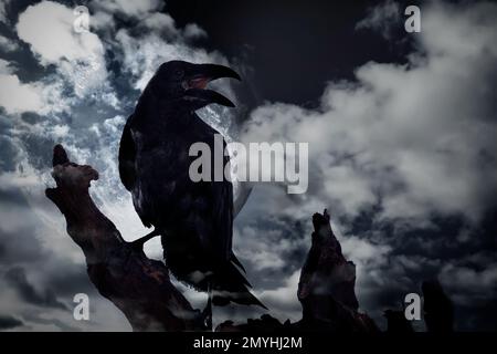 Creepy black crow croaking on old tree at night Stock Photo