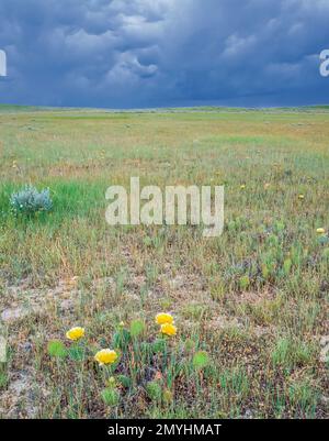 prickly pear cactus on vast expanse of prairie near mosby, montana Stock Photo