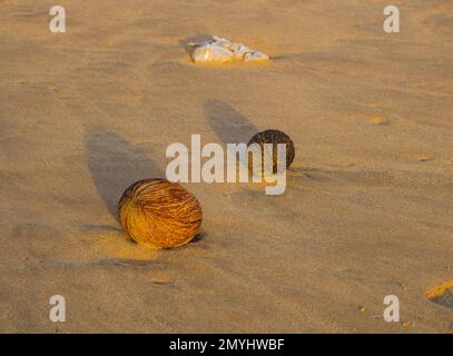 Cerbera odollam seed,Its fruit, when still green, looks like a small mango, with a green fibrous shell enclosing an ovoid kernel . Stock Photo