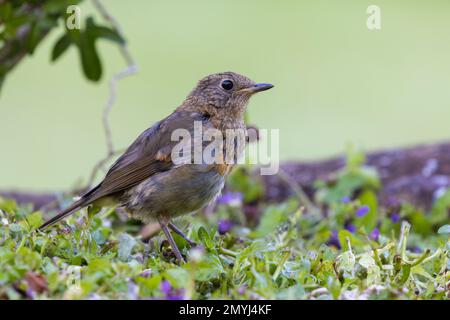 European Robin [ Erithacus rubecula ] on the ground Stock Photo