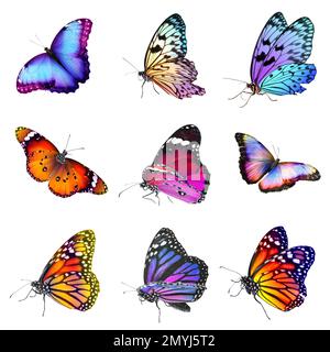 Collection of amazing bright butterflies isolated on white Stock Photo ...