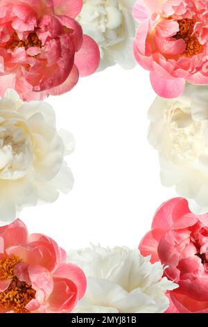 Frame of different beautiful peonies on white background Stock Photo