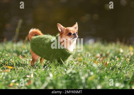 Cute little chihuahua dog walking on green grass wearing green knitted clothes at summer nature in cold weather Stock Photo