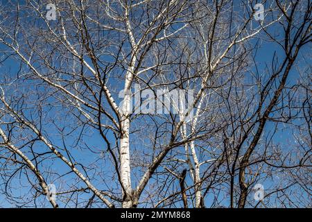 Birch trees against a blue sky in Pine Point Regional Park on a spring day in Stillwater, Minnesota USA. Stock Photo