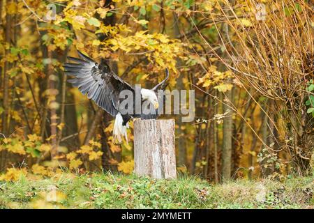 Bald eagle (Haliaeetus leucocephalus) landing on a tree trunk, Bavaria, Germany, Europe Stock Photo