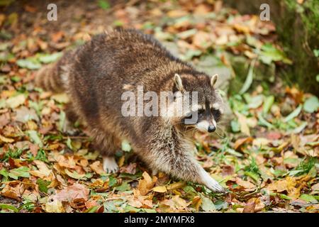 Common raccoon (Procyon lotor), walking, Bavaria, Germany, Europe Stock Photo