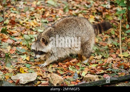 Common raccoon (Procyon lotor), walking, Bavaria, Germany, Europe Stock Photo