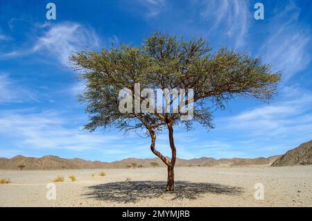 Single camelthorn tree (Acacia erioloba), growing in parched dry wadi in desert, Safaga, Egypt, Africa Stock Photo