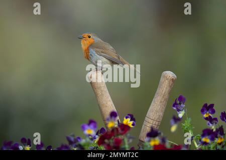 European robin (Erithacus rubecula) adult bird singing on a garden shears handle, Suffolk, England, United Kingdom, Europe Stock Photo