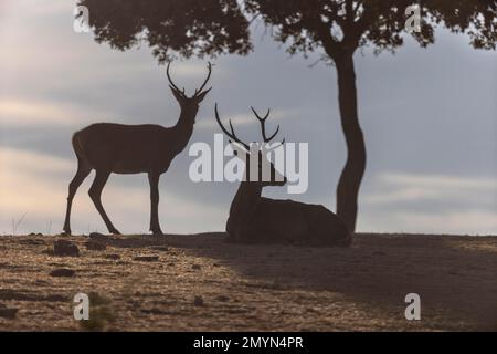 Red deer (Cervus elaphus), 2 males, backlight, under tree, Andujar, Andalucia, Spain, Europe Stock Photo