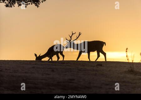 Red deer (Cervus elaphus), male and female, strong antlers, silhouette, under tree, Andujar, Andalucia, Spain, Europe Stock Photo