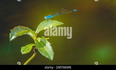 A beautiful little Blue Damselfly perched on green leaf in pond and nature background, Selective focus, insect macro, Colorful insect in Thailand. Stock Photo