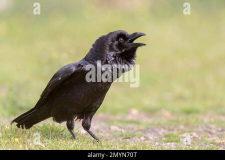 Common raven (Corvus corax), calling, on the ground, Cordoba province, Andalusia, Spain, Europe Stock Photo