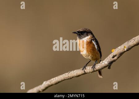 Common european stonechat (Saxicola rubicola), light dress in autumn, on twig, Monfragüe National Park, Extremadura, Spain, Europe Stock Photo