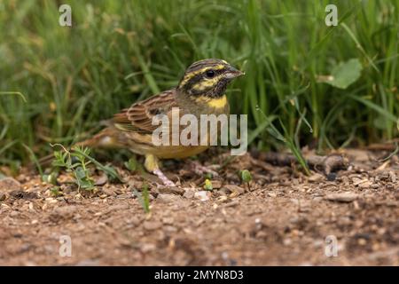 Cirl Bunting (Emberiza cirlus) on the ground, Montseny nature park Park, Eastern Pyrenees. Catalonia, Spain, Europe Stock Photo