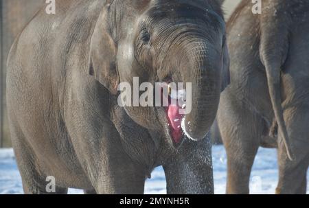 Elephant eats snow, winter, Zoological Garden, Tiergarten, Mitte, Berlin, Germany, Europe Stock Photo