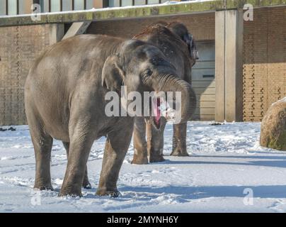 Elephant eats snow, winter, Zoological Garden, Tiergarten, Mitte, Berlin, Germany, Europe Stock Photo