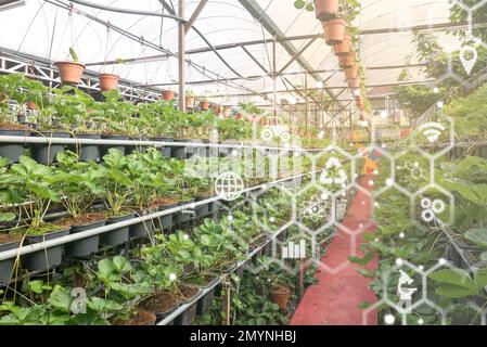 Smart farm technology agriculture with a plant and virtual icon at the background. Stock Photo