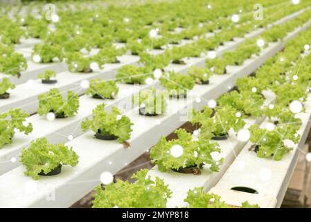 Smart agriculture concept involve of artificial intelligence network, neural network technology, machine and deep learning applied into the smart farm Stock Photo
